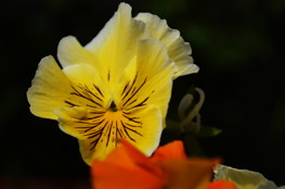Blume